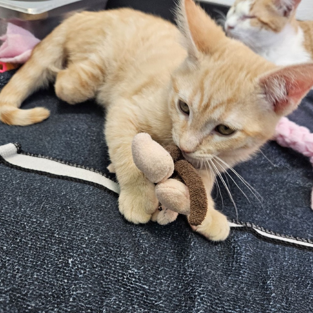 Desert 29 — thumbnail 9