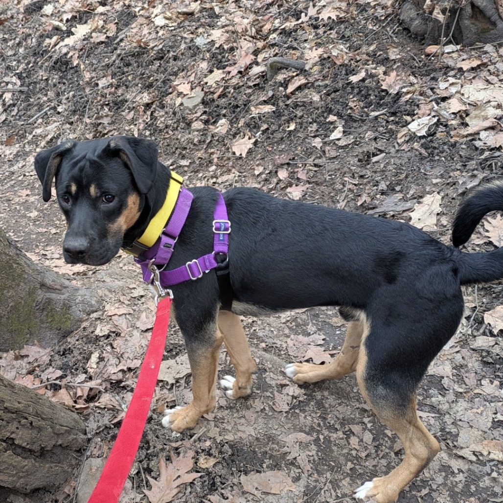 Photo of Kettlecorn 9