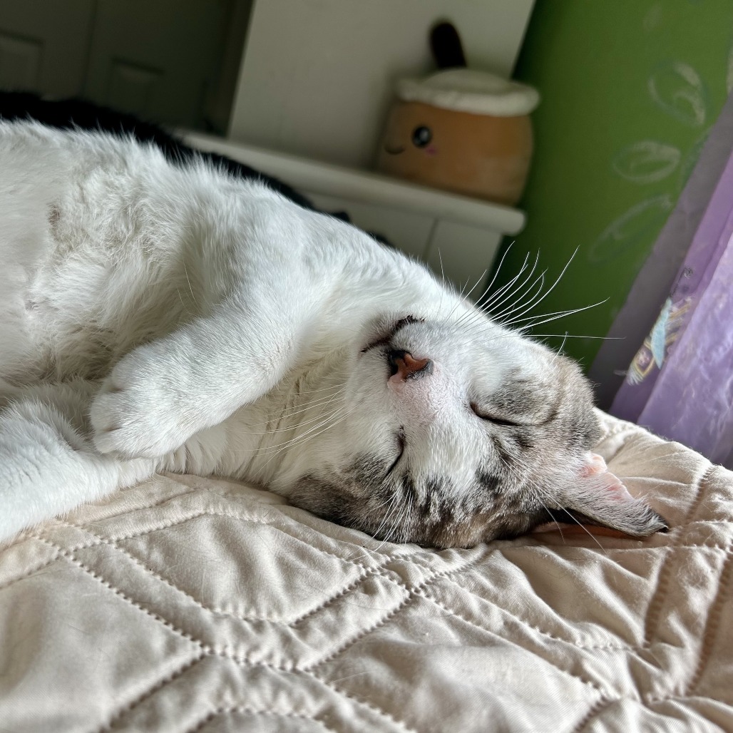 Arlo, photo 10