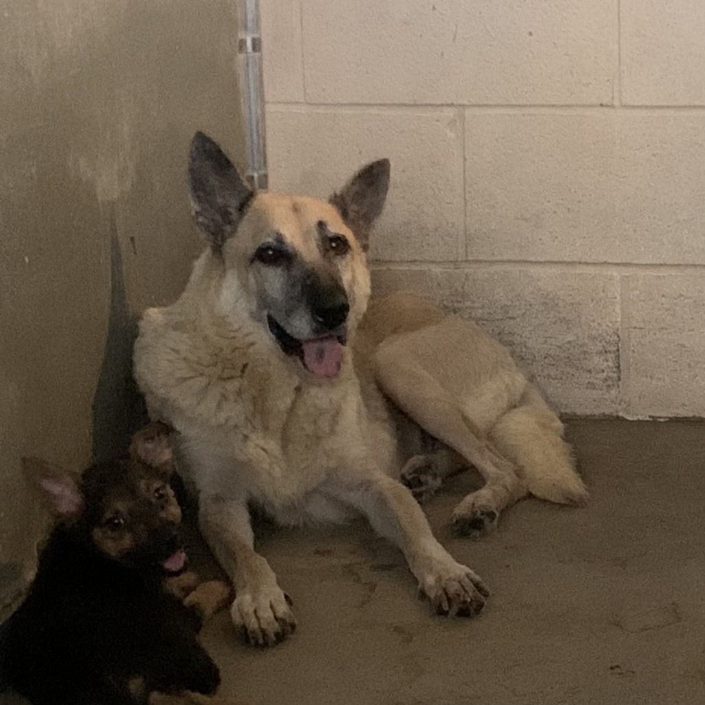 MELLY - Shepherd available for adoption