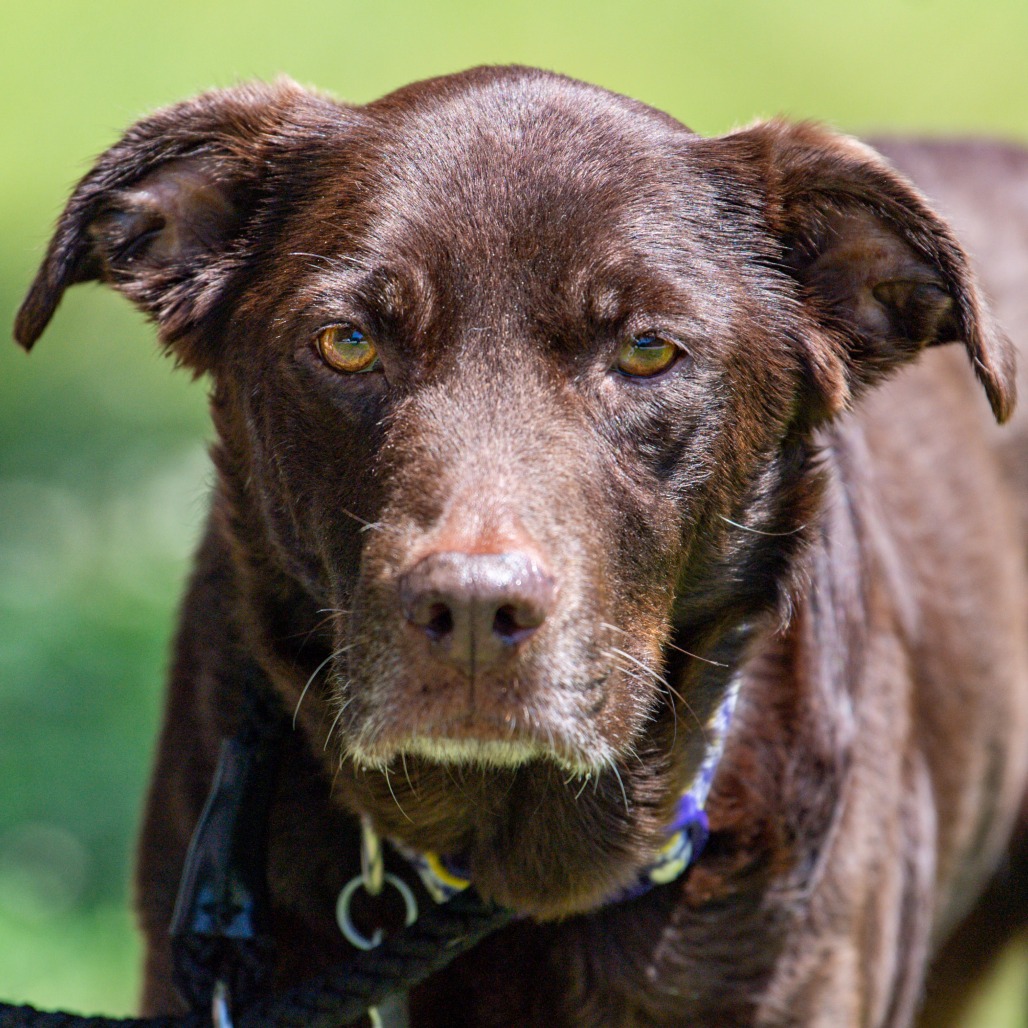 Catahoula Leopard Dog