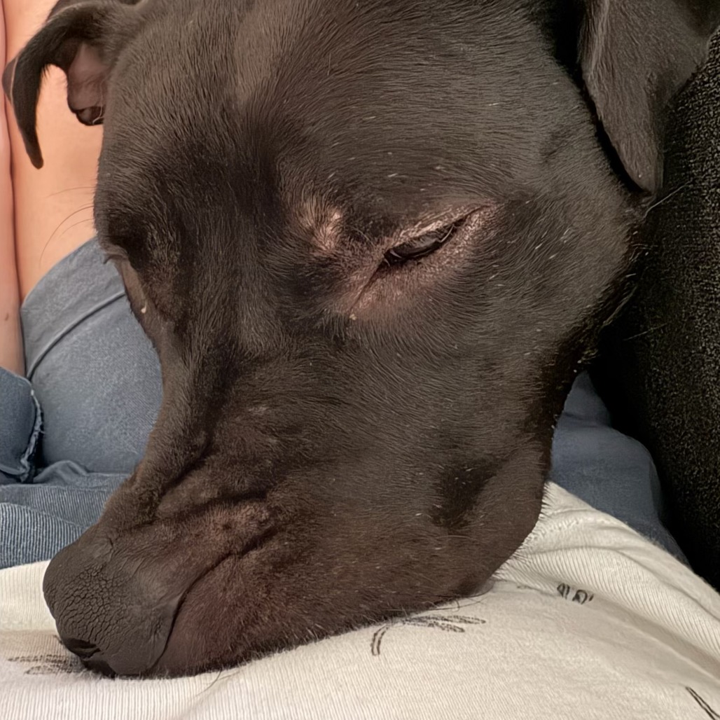 Bowser, photo 8