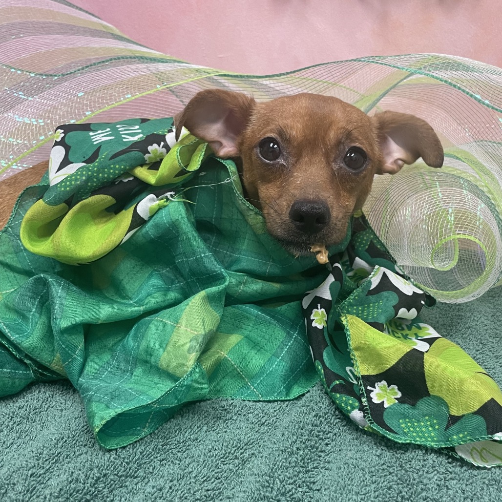 Ketchup — thumbnail 2