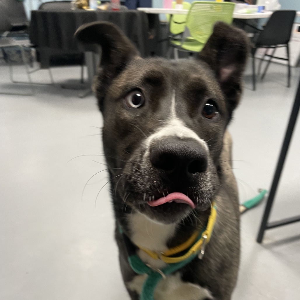 Mittens — thumbnail 4