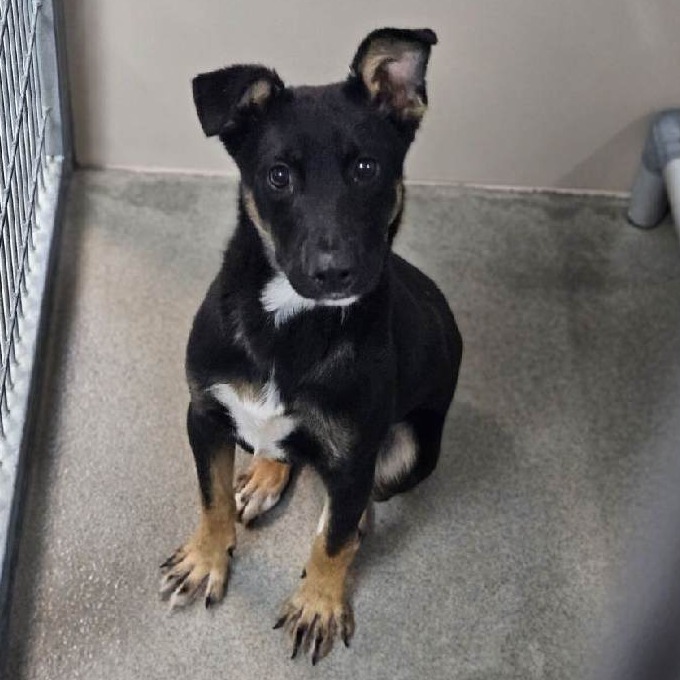 Kennel#21 Hanson's preview photo