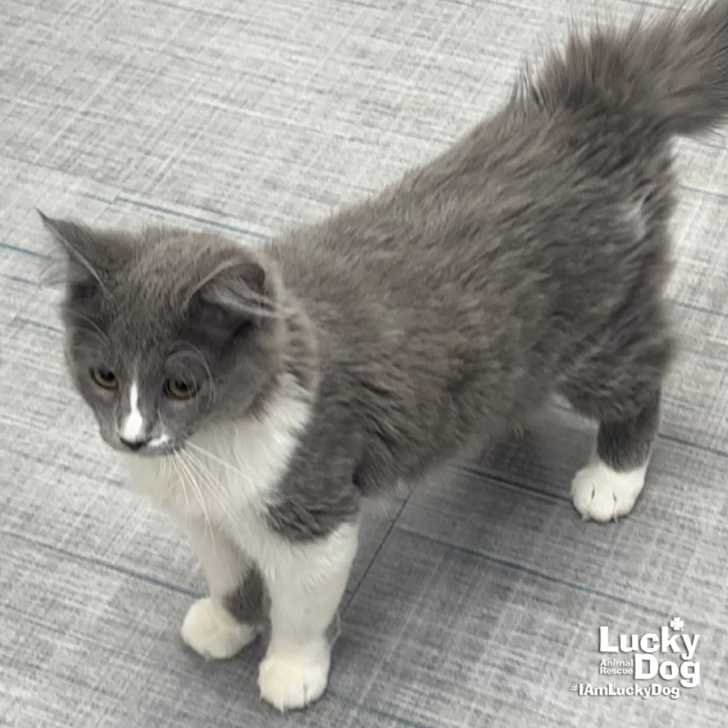 ANGIE - Domestic Longhair available for adoption