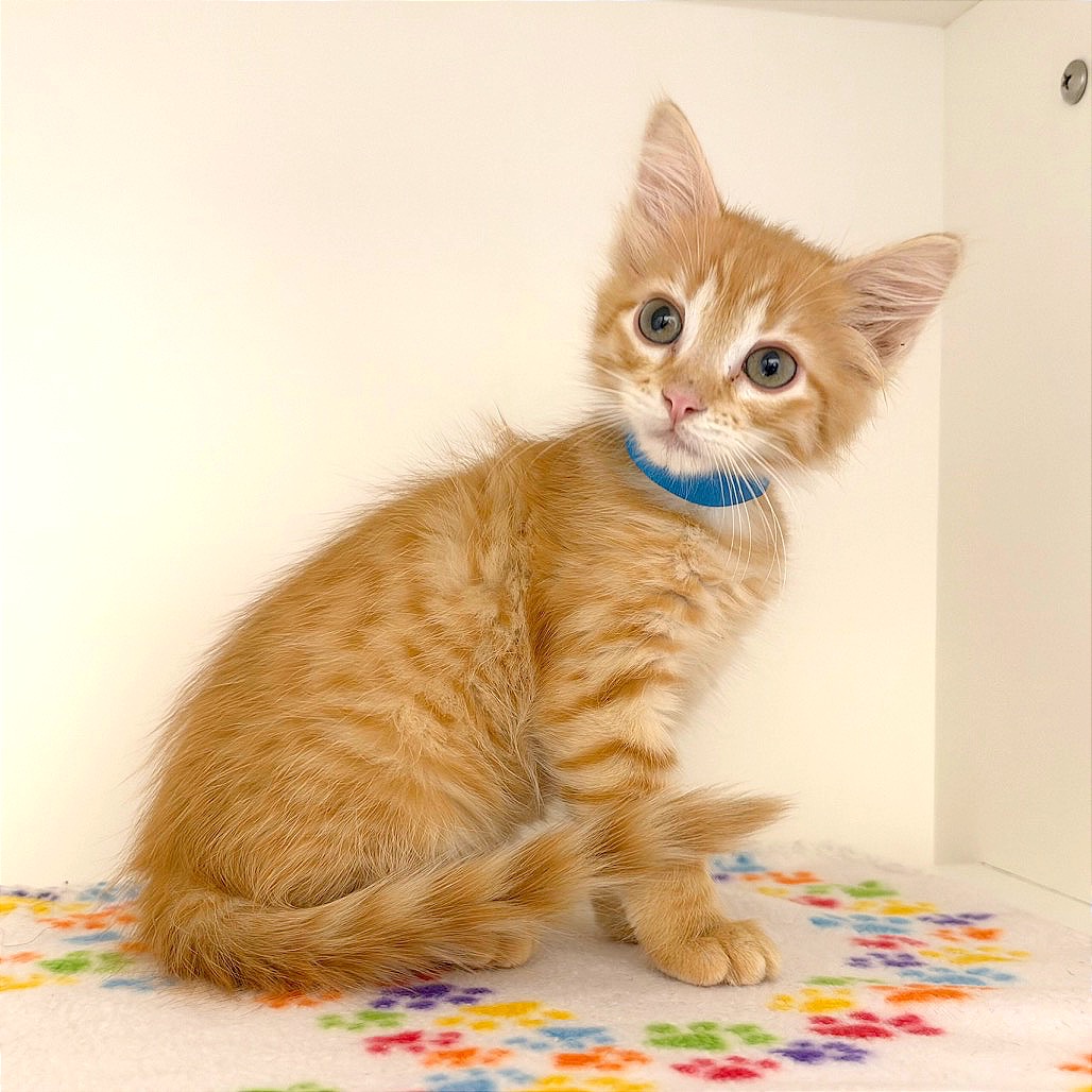 Tigger (BLU) Image