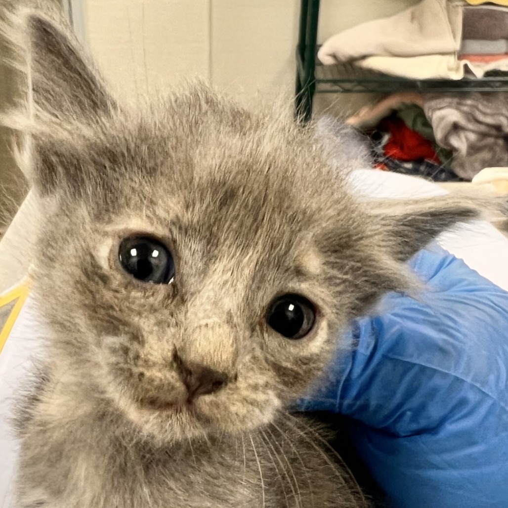 BUBBLES - Domestic Shorthair available for adoption