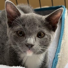 CAROL - Domestic Shorthair available for adoption