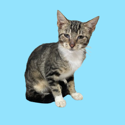 Tusc Stray 81810