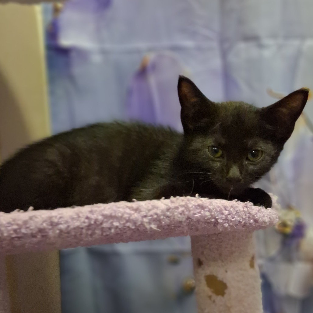 Eclipse & Crescent *Bonded Pair*, photo 9