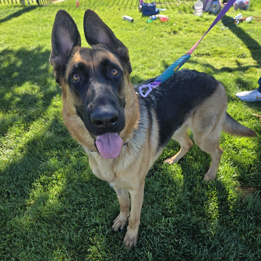 Karly, a 1 yr 6 mo Female Shepherd, German King available for adoption through Lost & Found
