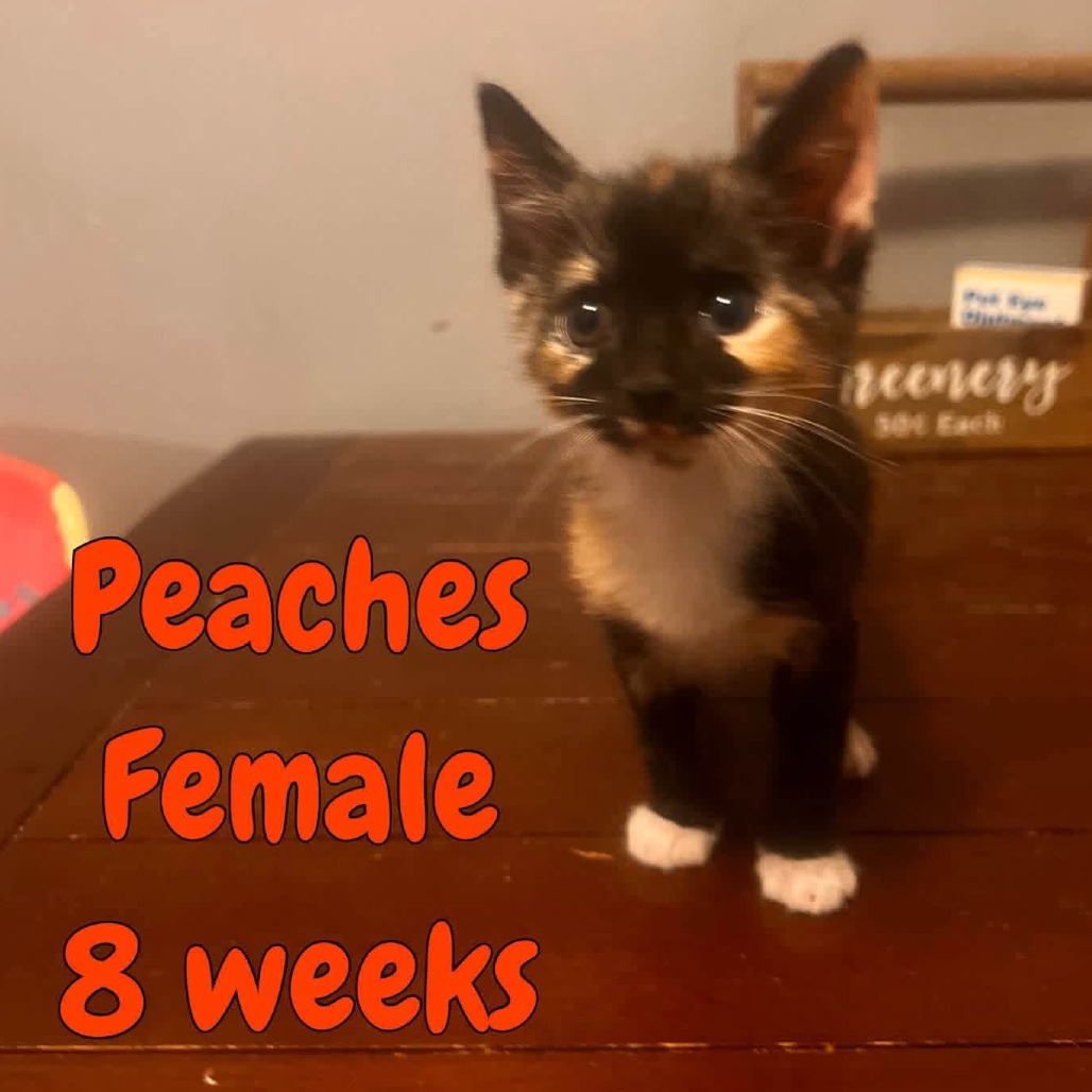 PEACHES - Domestic Shorthair available for adoption