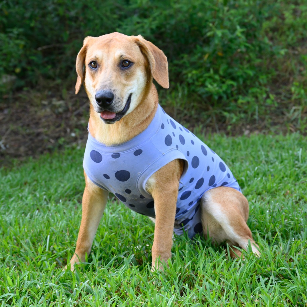 ALPHARETTA - Dottie, photo 12