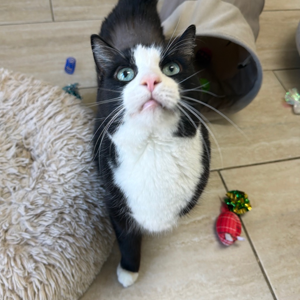 Tux, photo 2