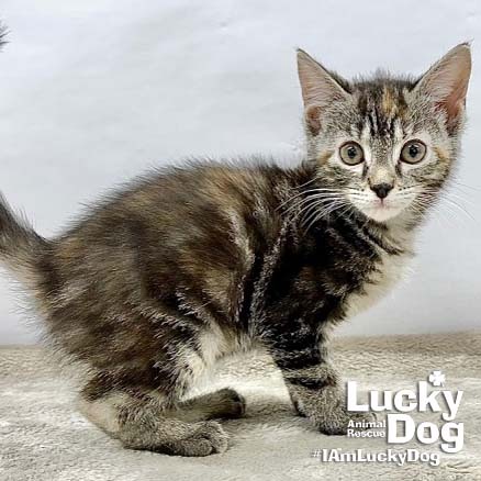 LILLYBETH - Domestic Shorthair available for adoption