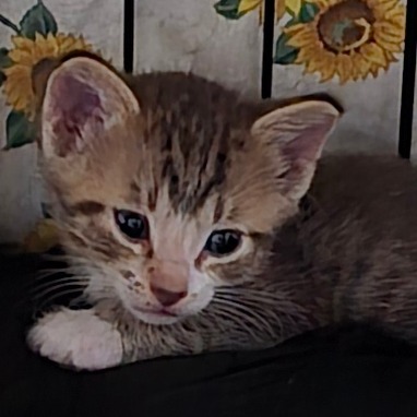 AARON AKA GENOLA - Domestic Shorthair available for adoption