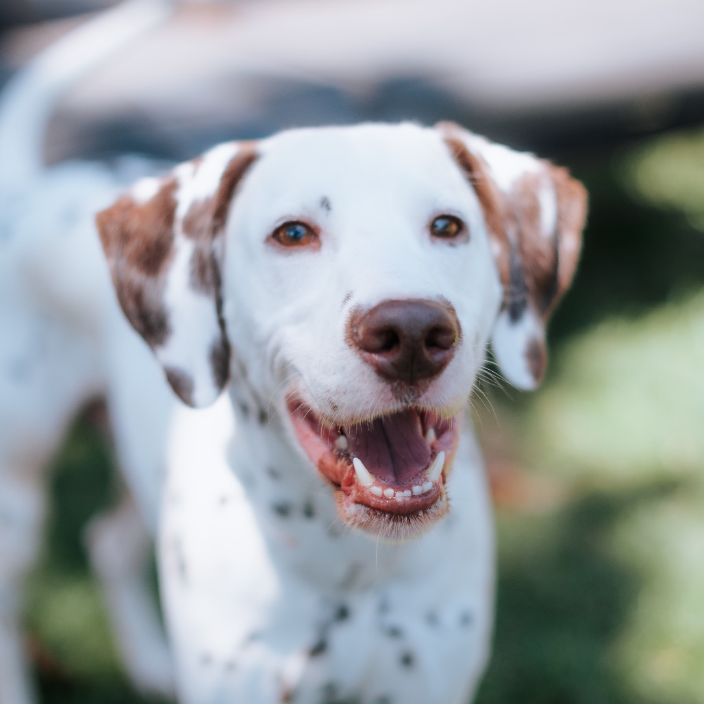 Dalmatian