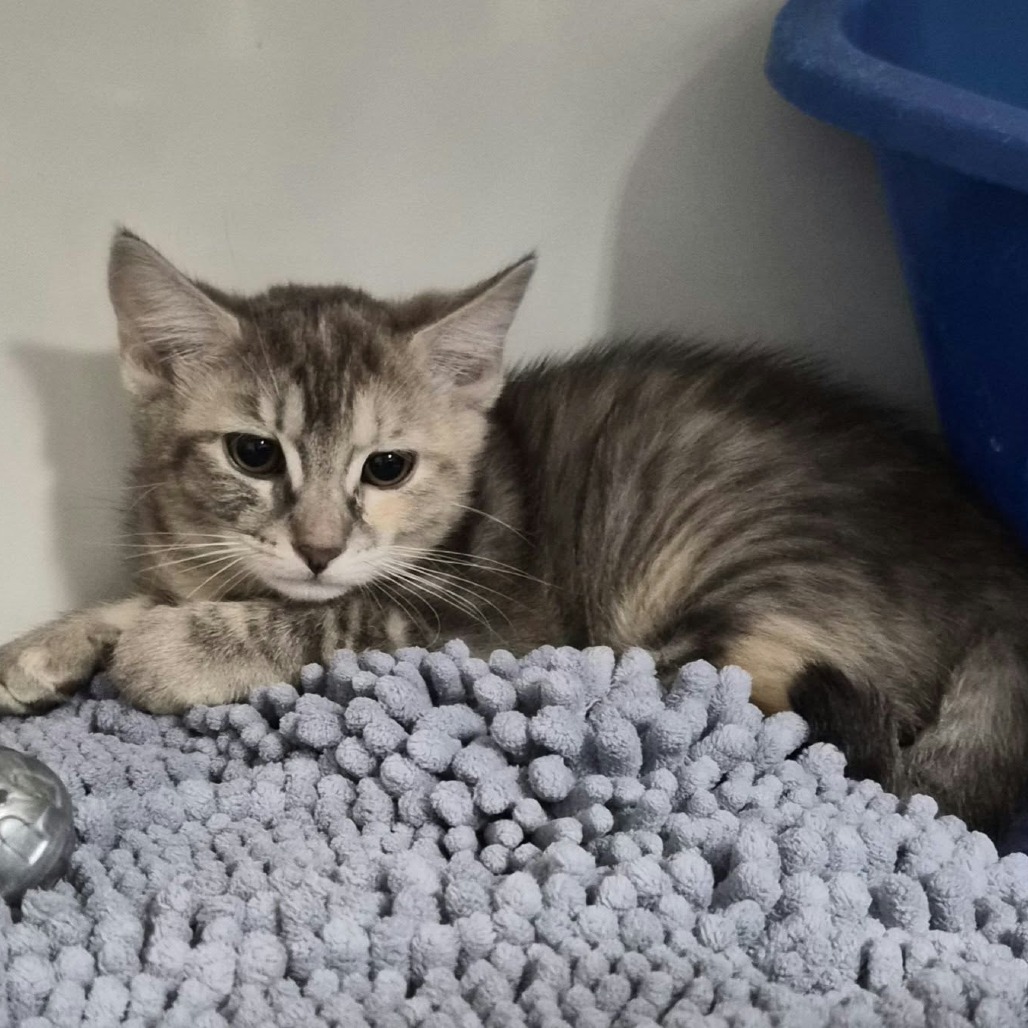 TIKI CAT - Domestic Medium Hair available for adoption