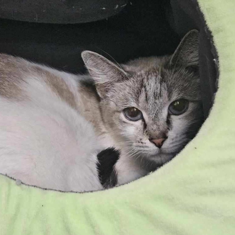 A#68's preview photo