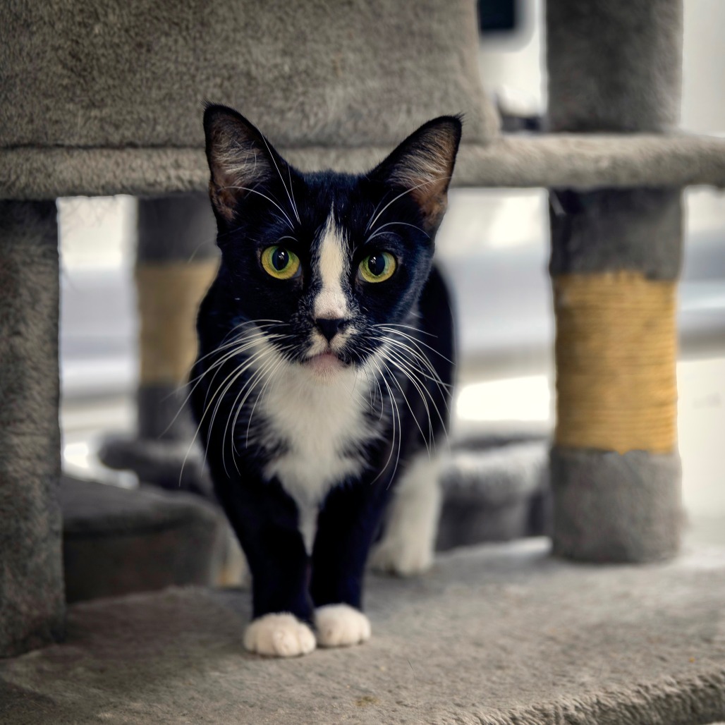 JACK-JACK - Domestic Shorthair available for adoption