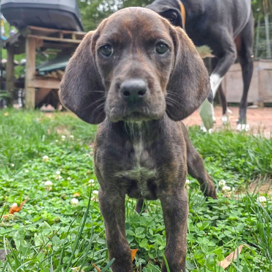 Rebecca Pup - Bianca, photo 4