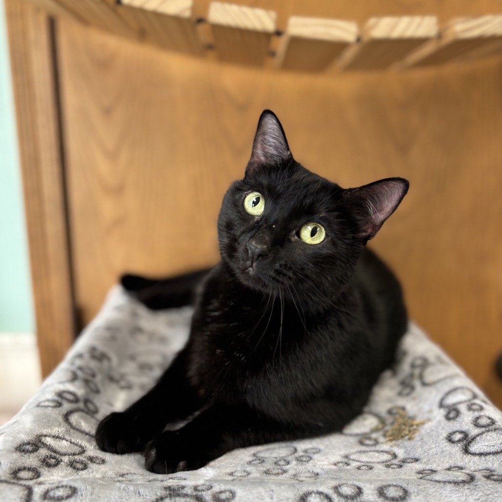 Tamerlane--In Foster
