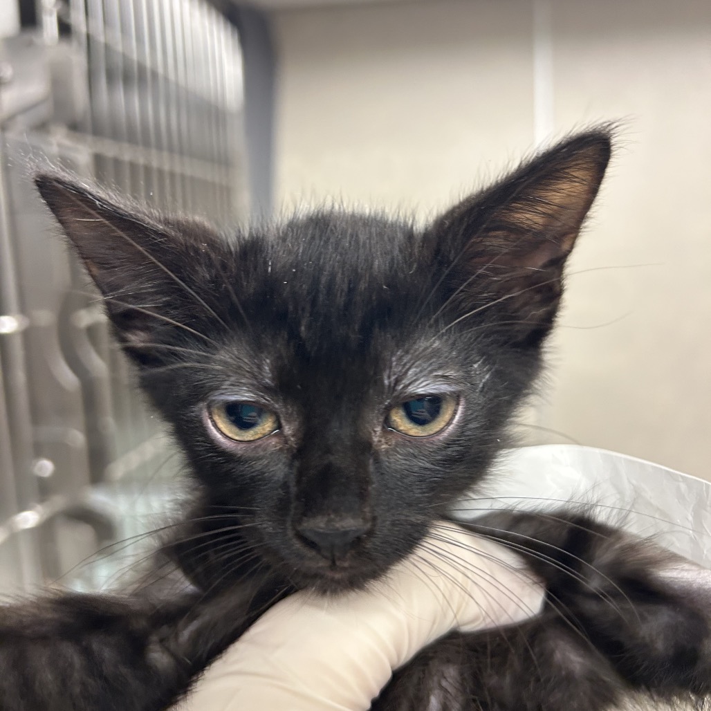 BATCAT - Domestic Shorthair available for adoption