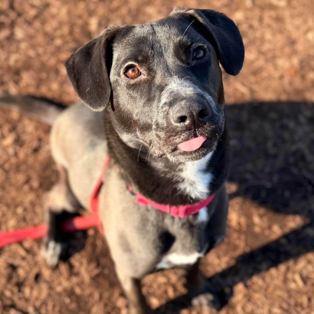 Sugar — thumbnail 4