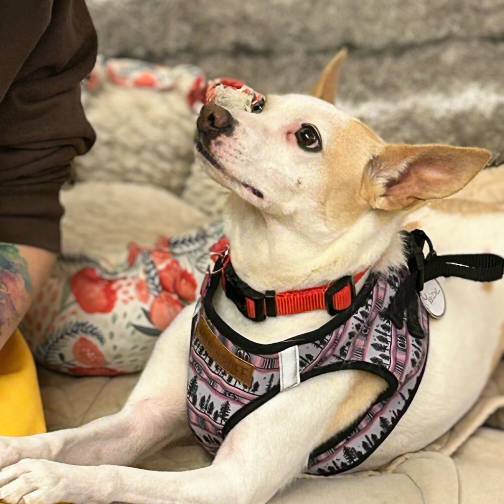 Maizie 13812 — thumbnail 2