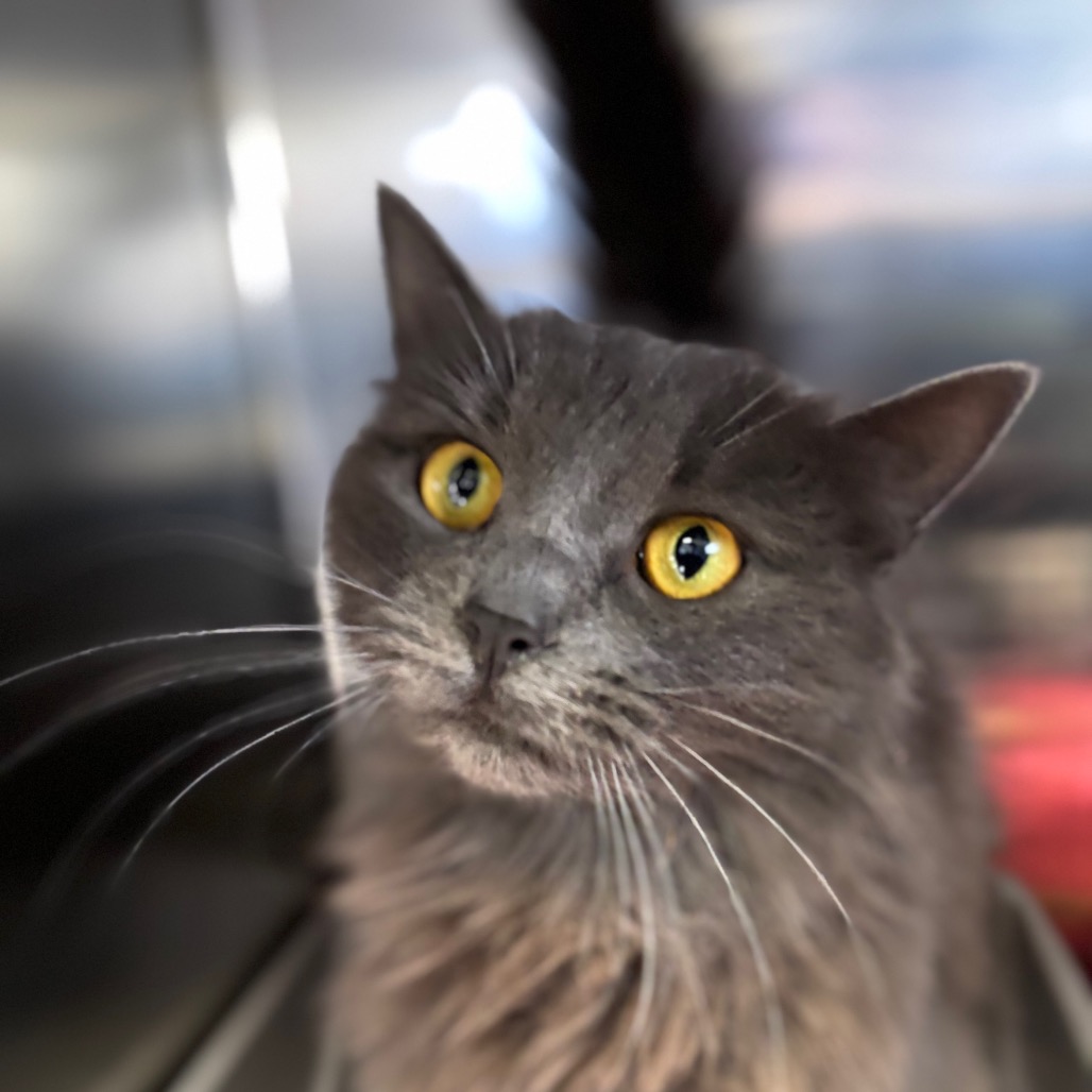 Celestine — thumbnail 2