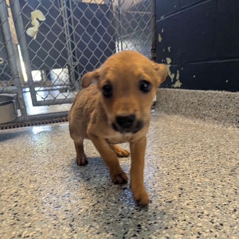 AUNT FRANCES - Mixed Breed (Small) available for adoption