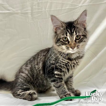 JAMIE LYNN - Domestic Longhair available for adoption