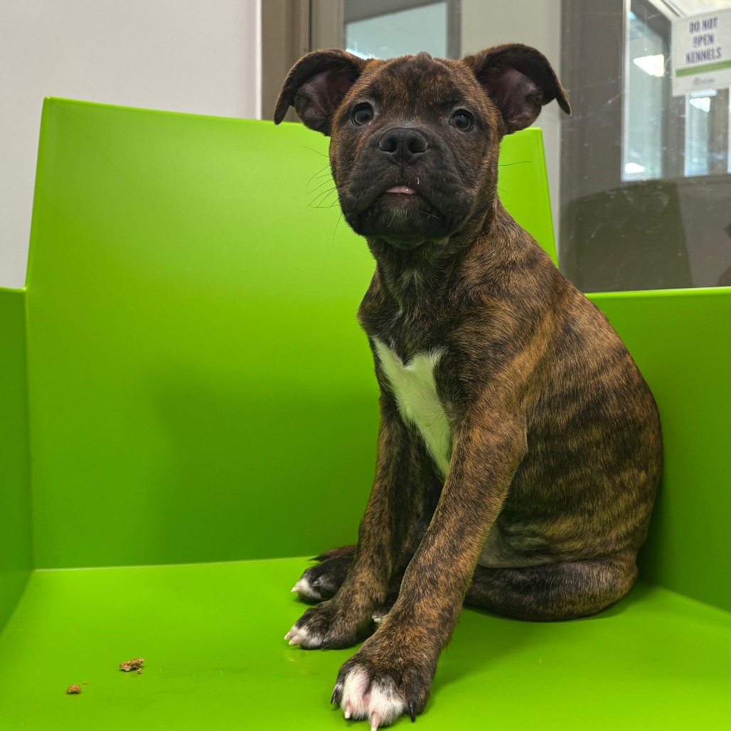 RAGAMUFFIN - Mixed Breed (Medium) available for adoption