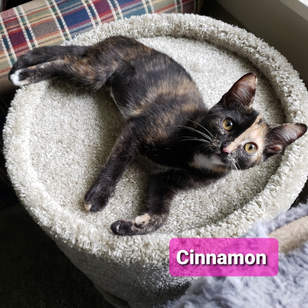 Cinnamon, an adoptable cat
