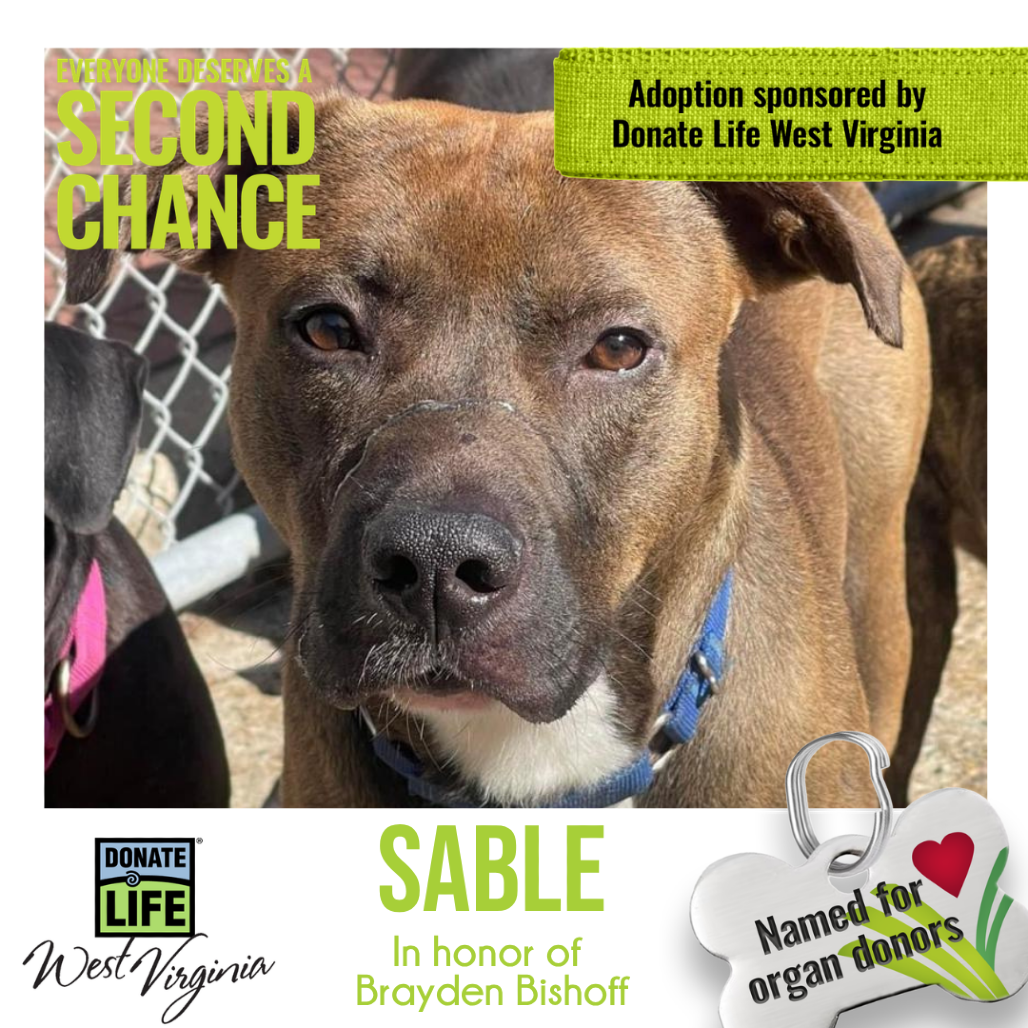 Sable aka Tank, photo 5