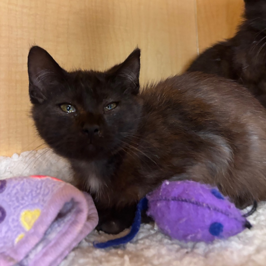 HORSE - Domestic Shorthair available for adoption