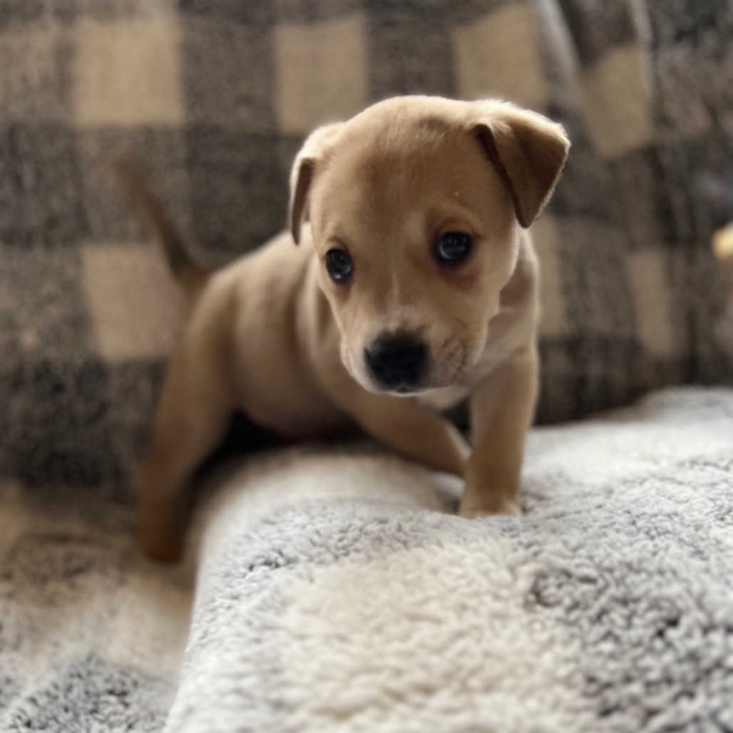 Misty's Pup- Tia — thumbnail 5