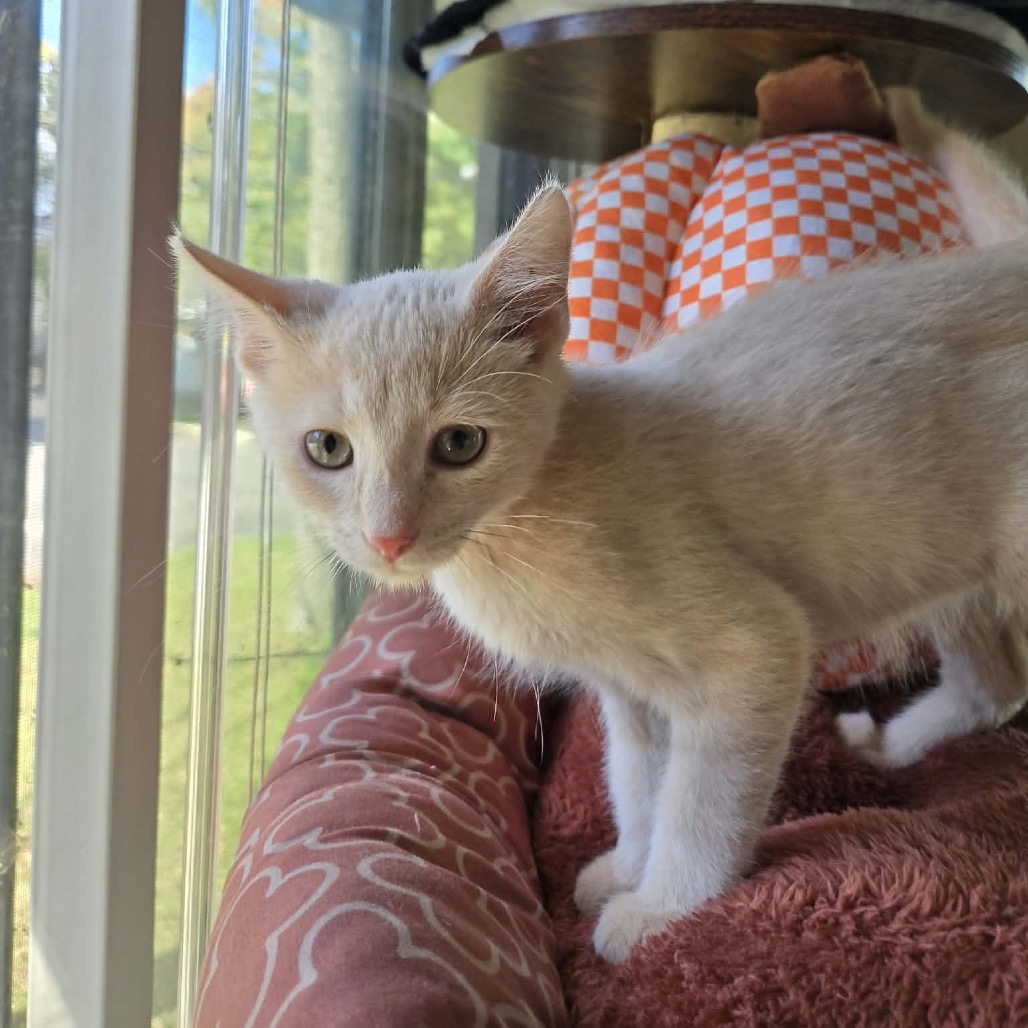 SPIDER-AT PETSMART MADISON EAST - Domestic Shorthair available for adoption