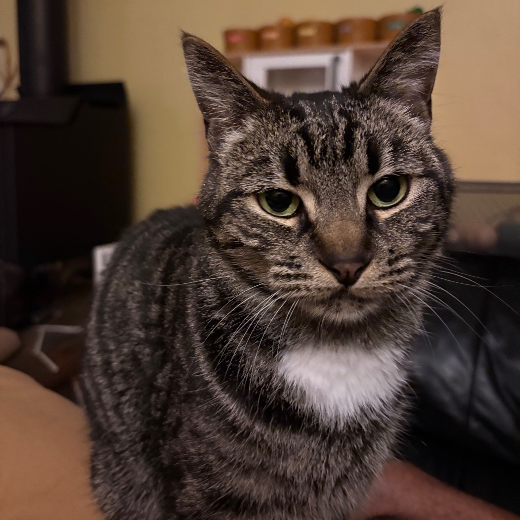 GRAYSON - Domestic Shorthair available for adoption