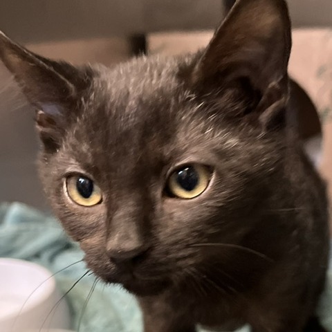 MARVIN'S VINEYARD - Domestic Shorthair available for adoption