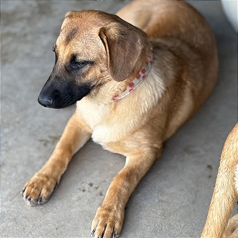 Photo of Cleo/Sammy
