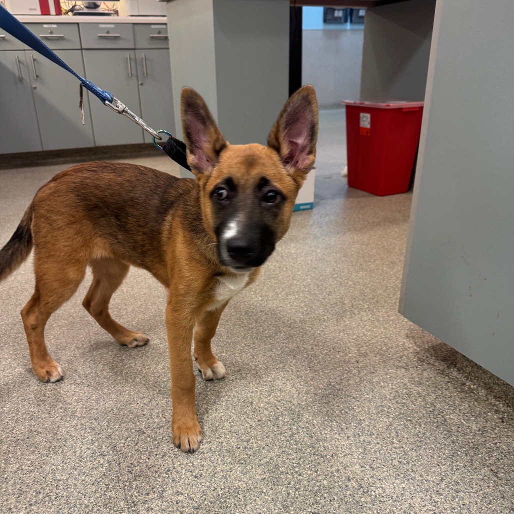 CADBURY - Mixed Breed (Small) available for adoption