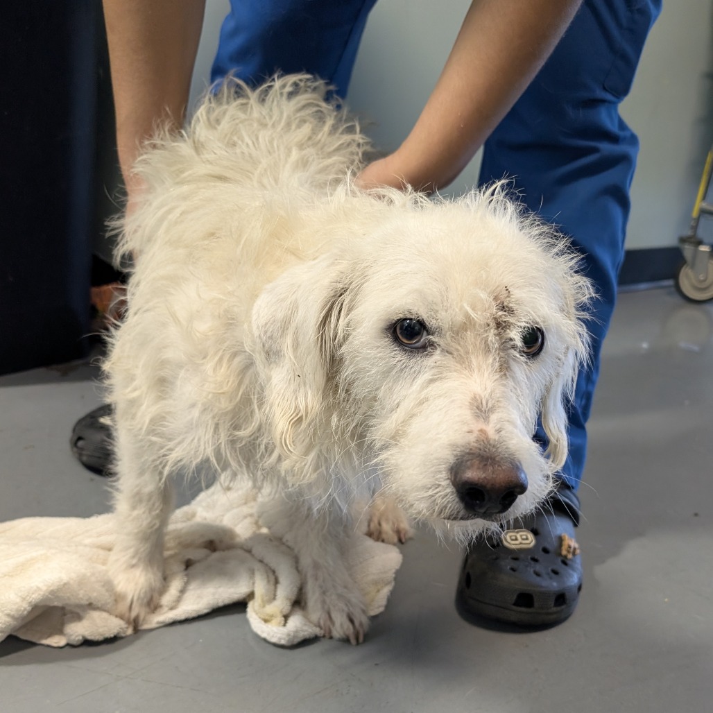 Toffee — thumbnail 2