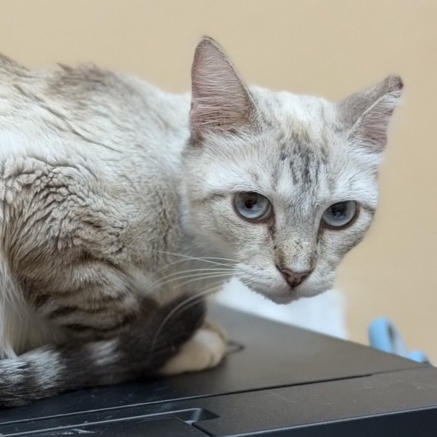 NILLA - Domestic Shorthair available for adoption