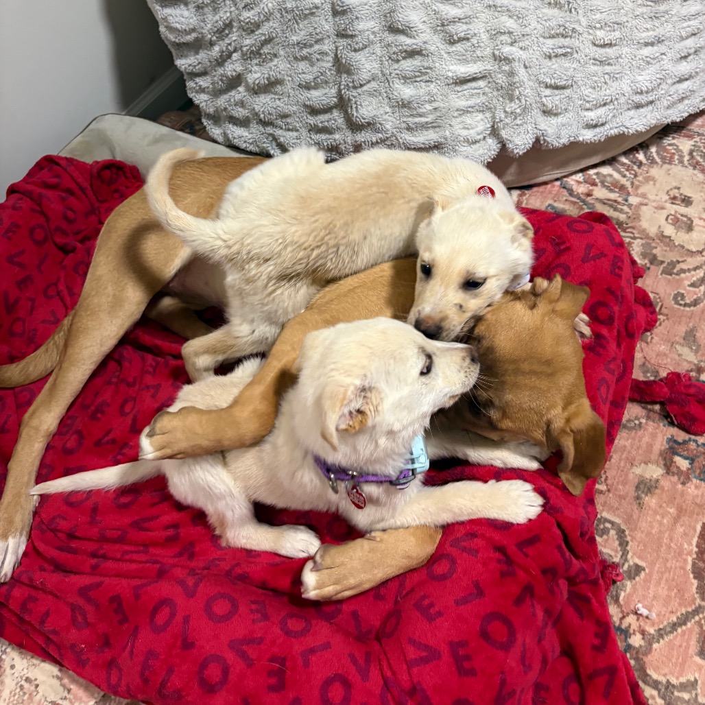 Jelly Jam — thumbnail 4