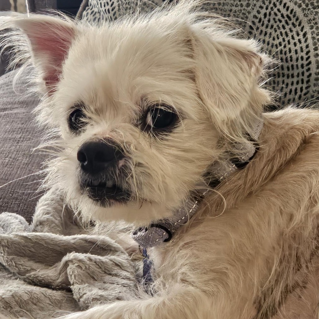MILO - Terrier / Mixed Breed (Small) available for adoption