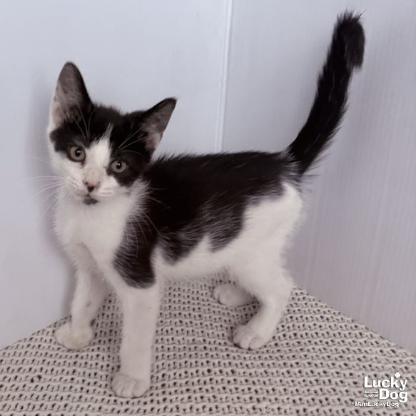 NOLAN - Domestic Shorthair available for adoption