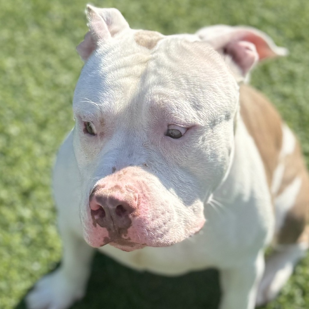 Photo of Woofus Wainwright 3