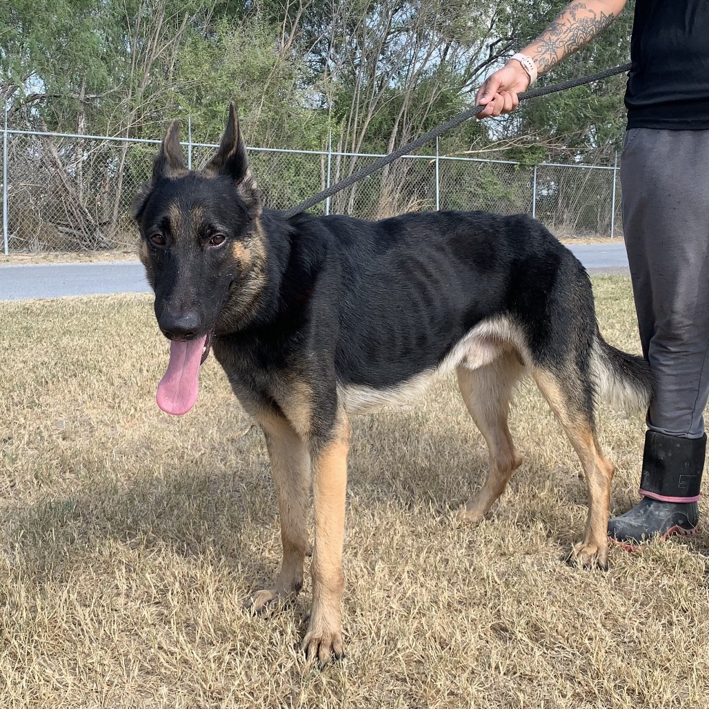 BULLET - Shepherd / German available for adoption